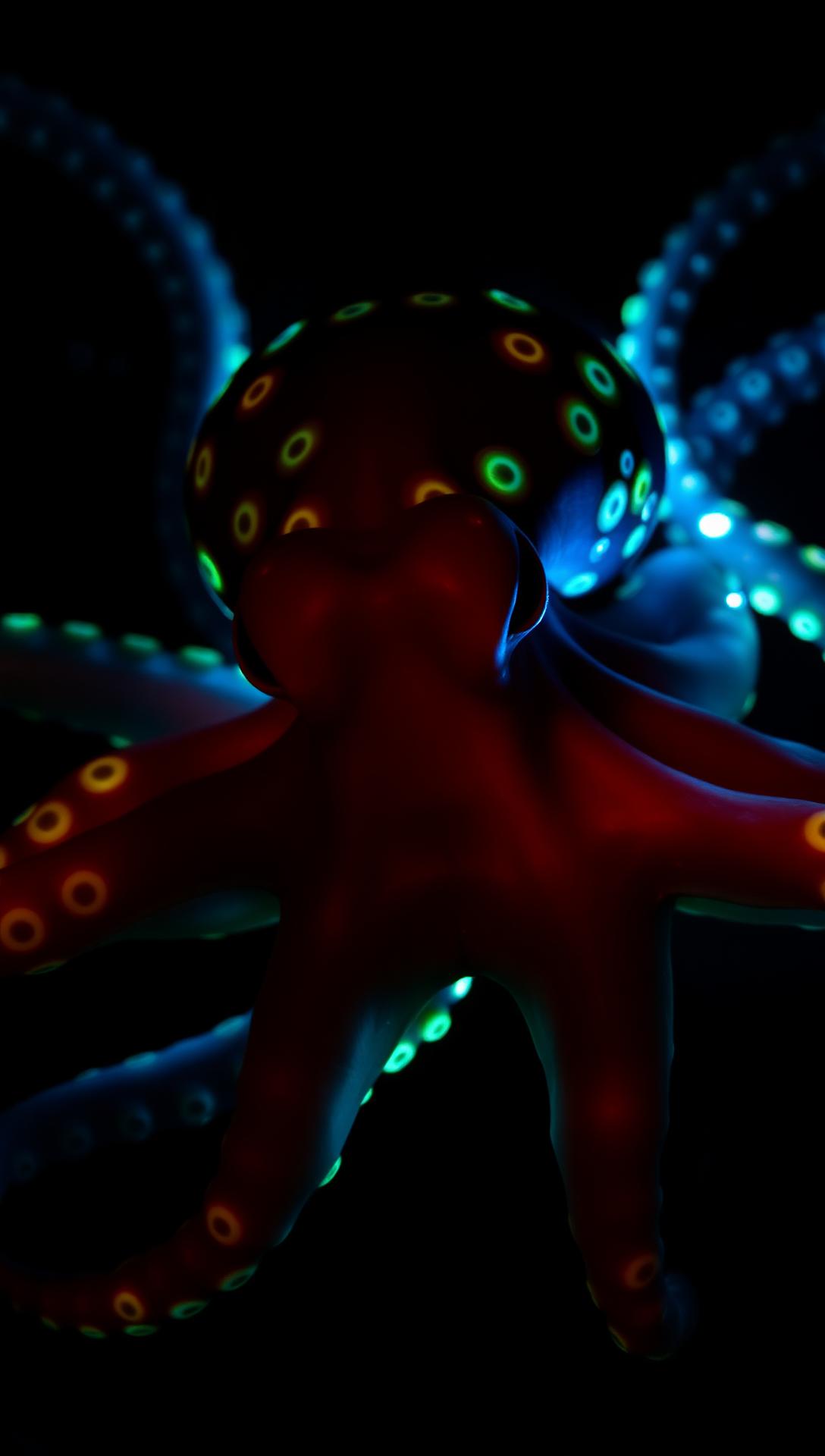 Pulpo Hipnótico