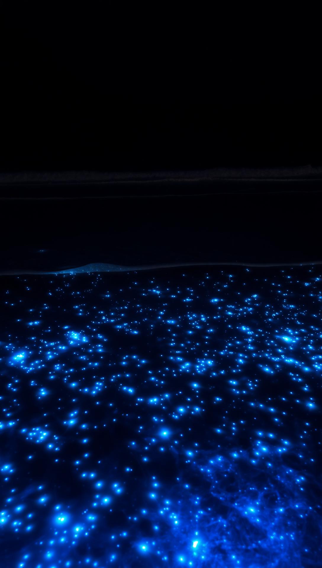 Plancton Bioluminiscente